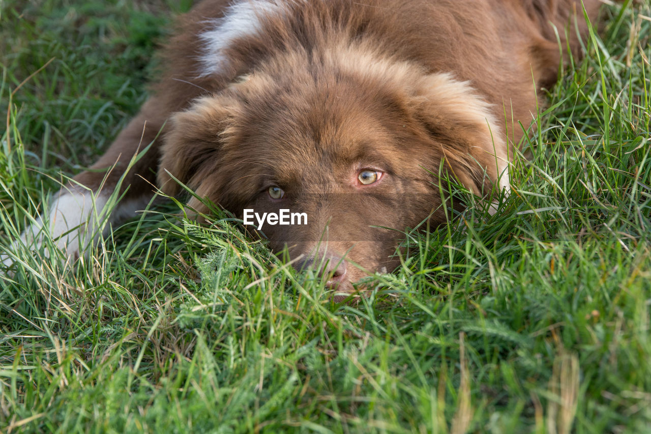 Close-up of dog on grass