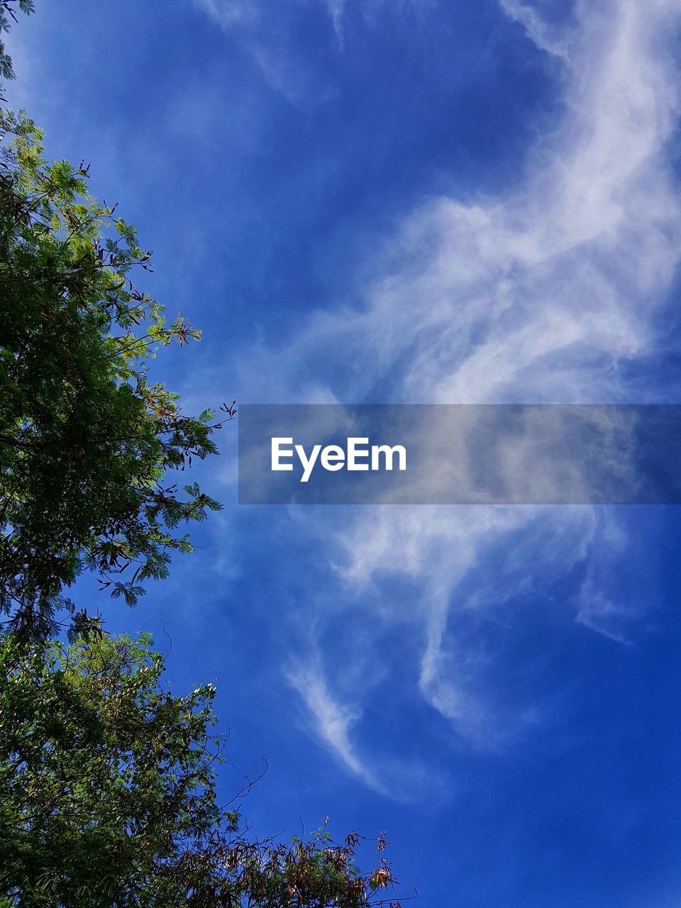 LOW ANGLE VIEW OF TREES AGAINST SKY