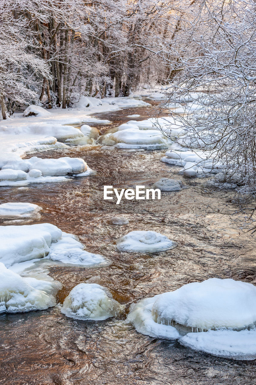 River ravine in the forest during the winter