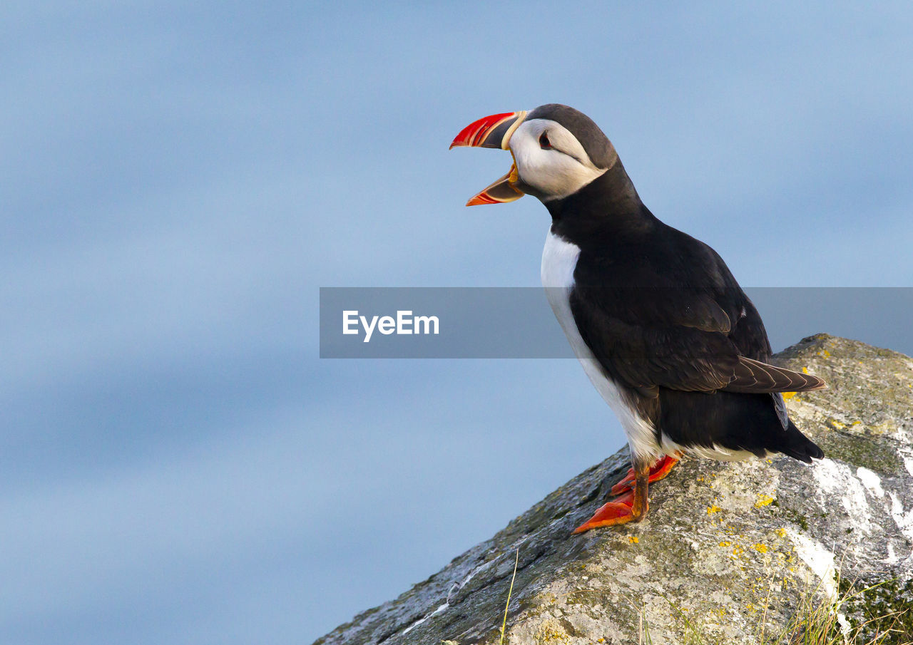Close-up of puffin perching on rock