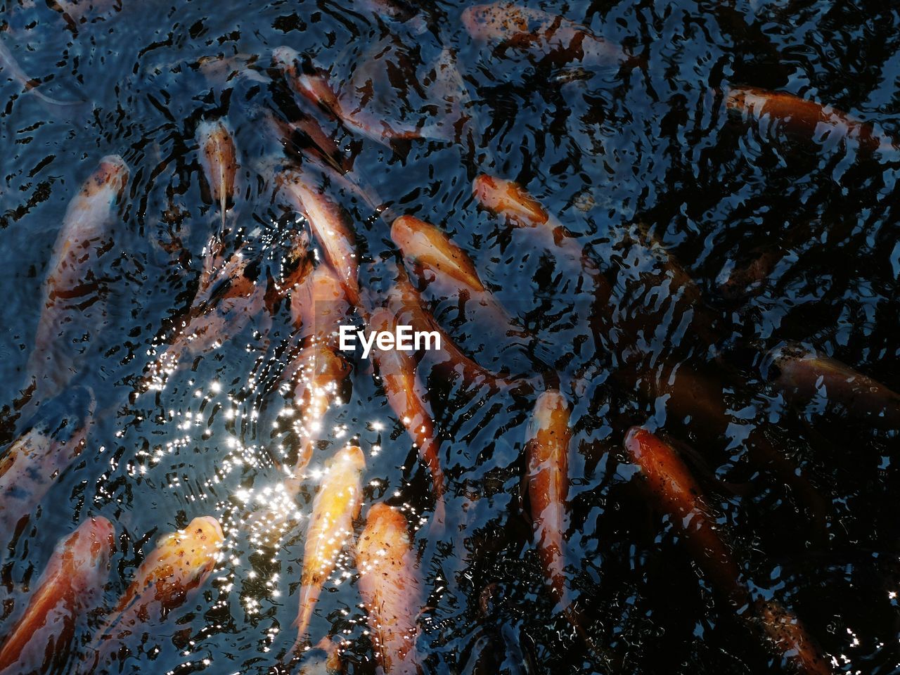 Close-up high angle view of koi fish in water