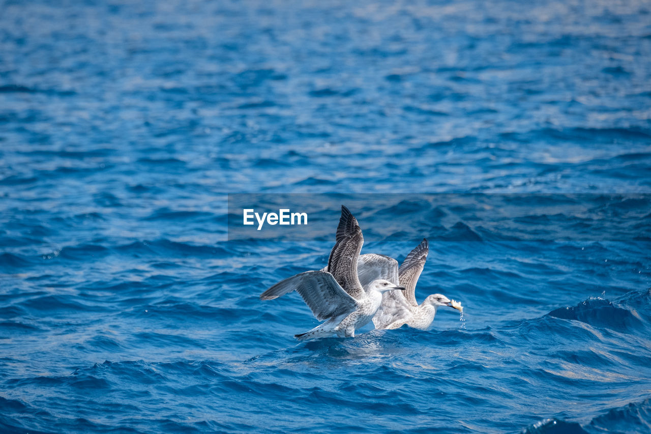 VIEW OF AN ANIMAL ON SEA