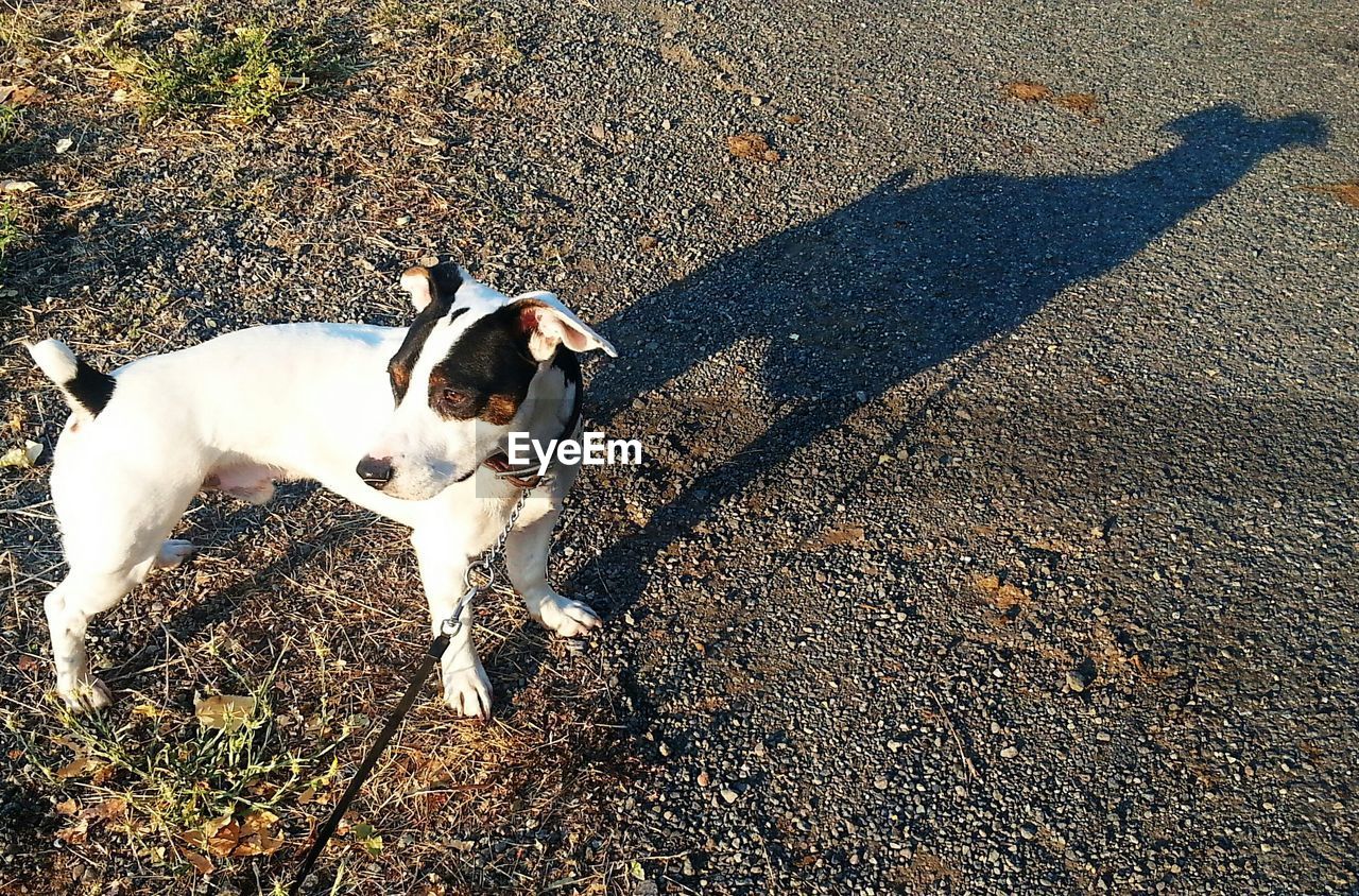 High angle view of dog looking away