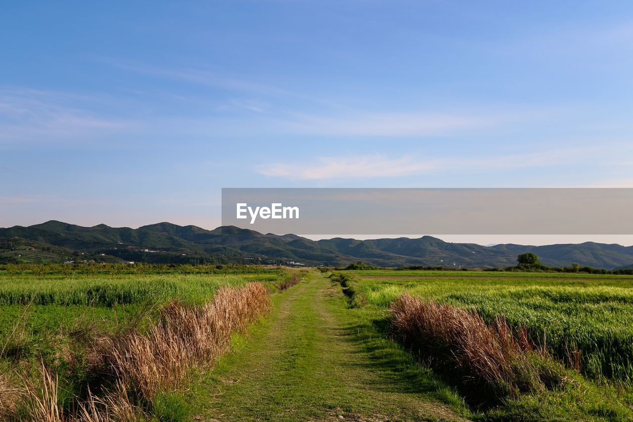 SCENIC VIEW OF VINEYARD AGAINST SKY