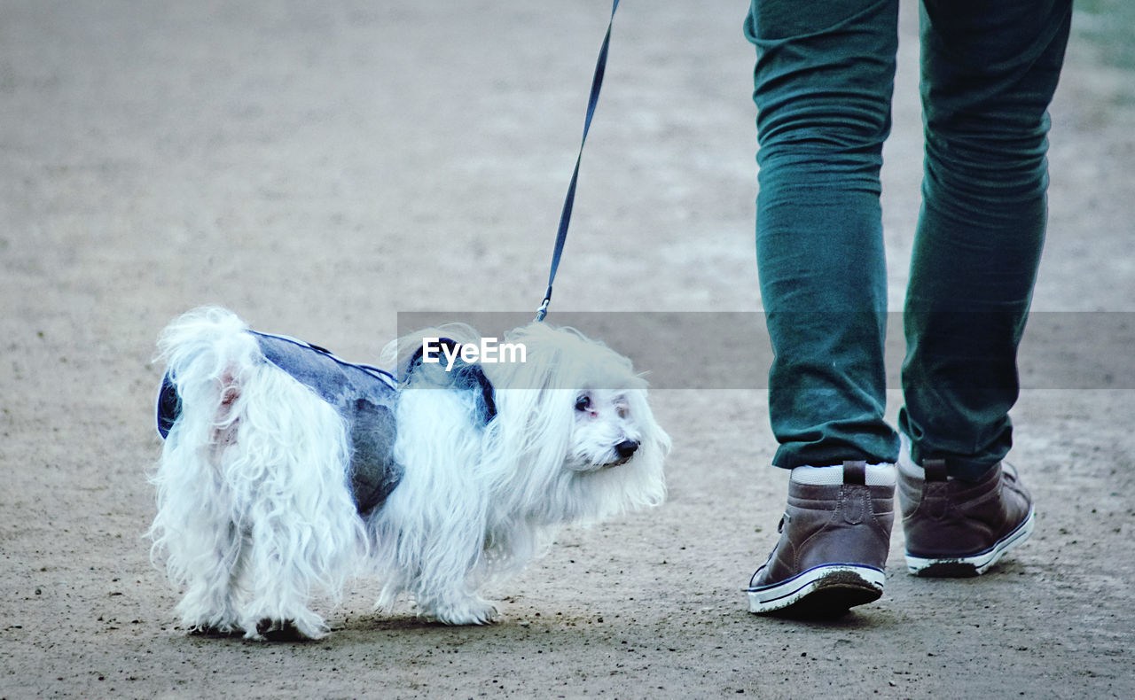 LOW SECTION OF MAN WITH DOG STANDING ON FLOOR