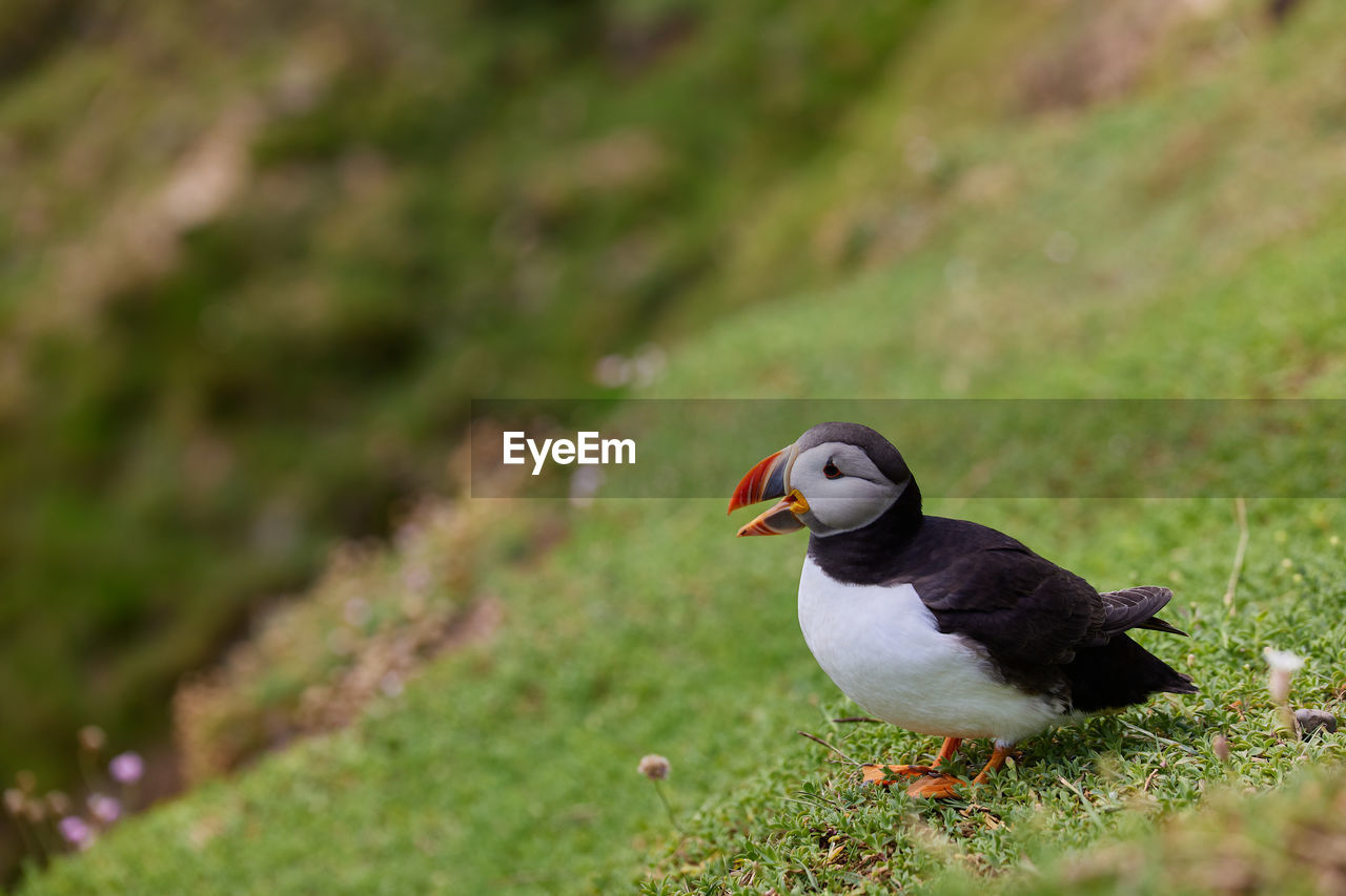 Fratercula puffin in saltee island ireland. in the process of migration 