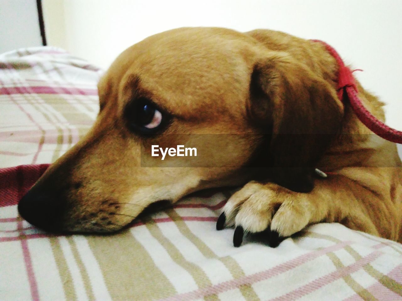 CLOSE-UP OF DOG ON BED