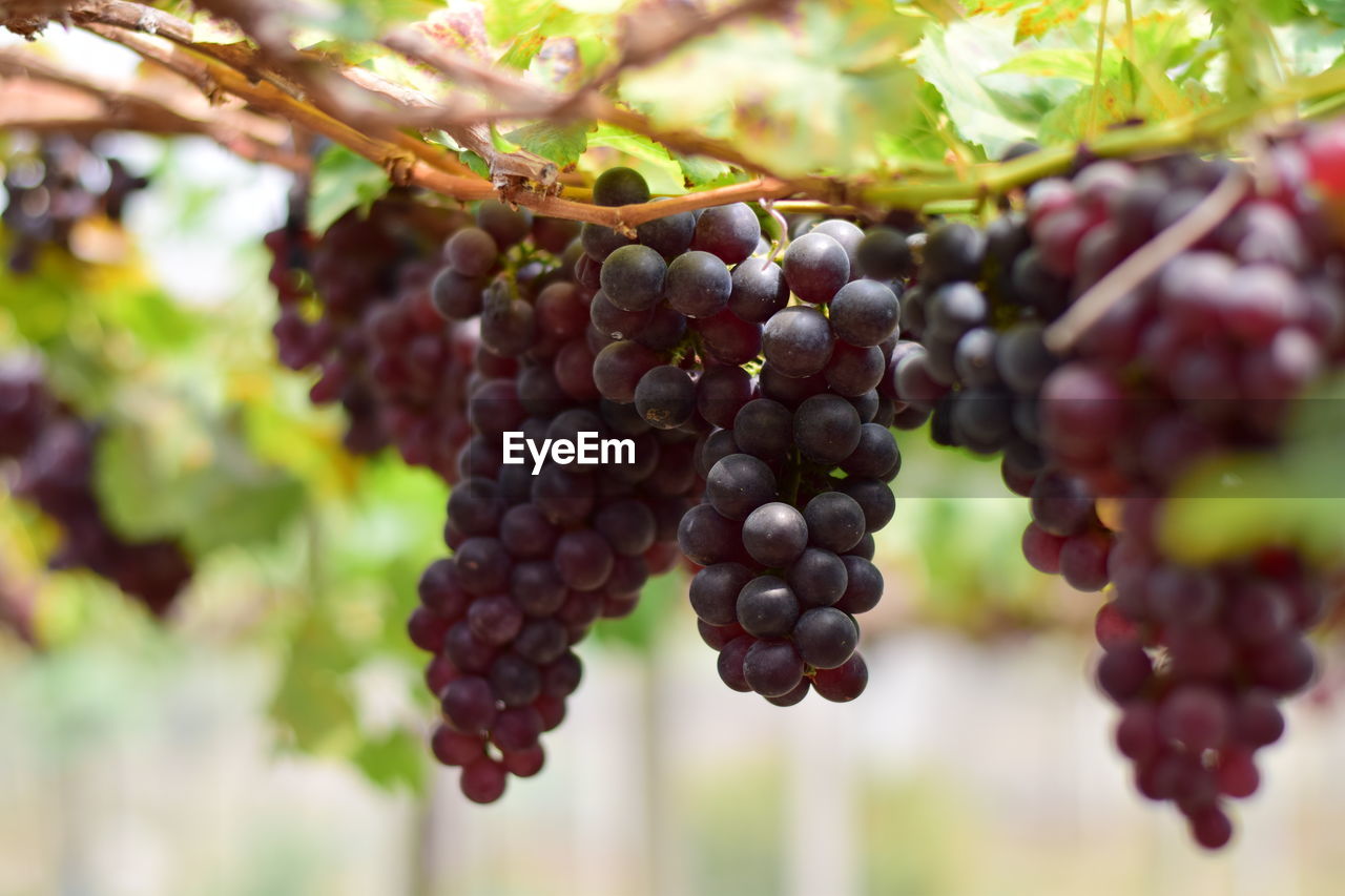 Close-up of grapes growing in vineyard