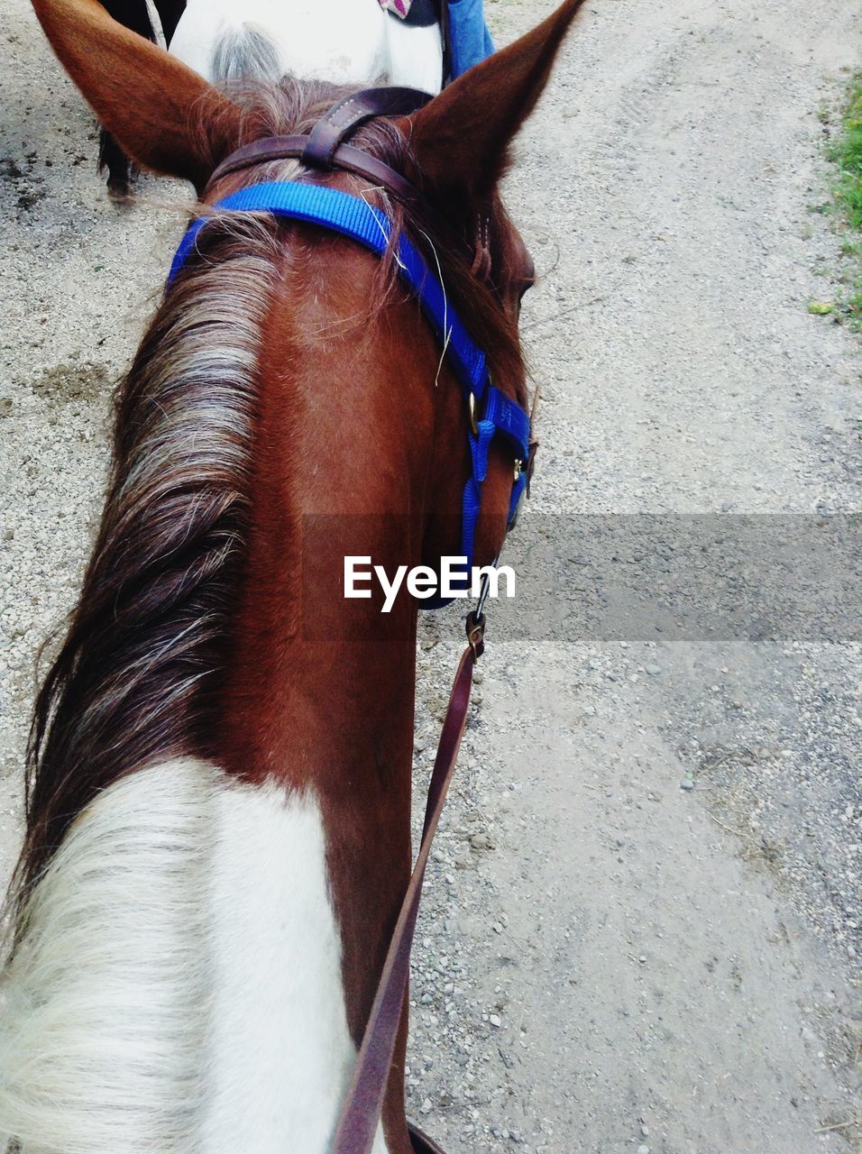 Close-up of horse on footpath