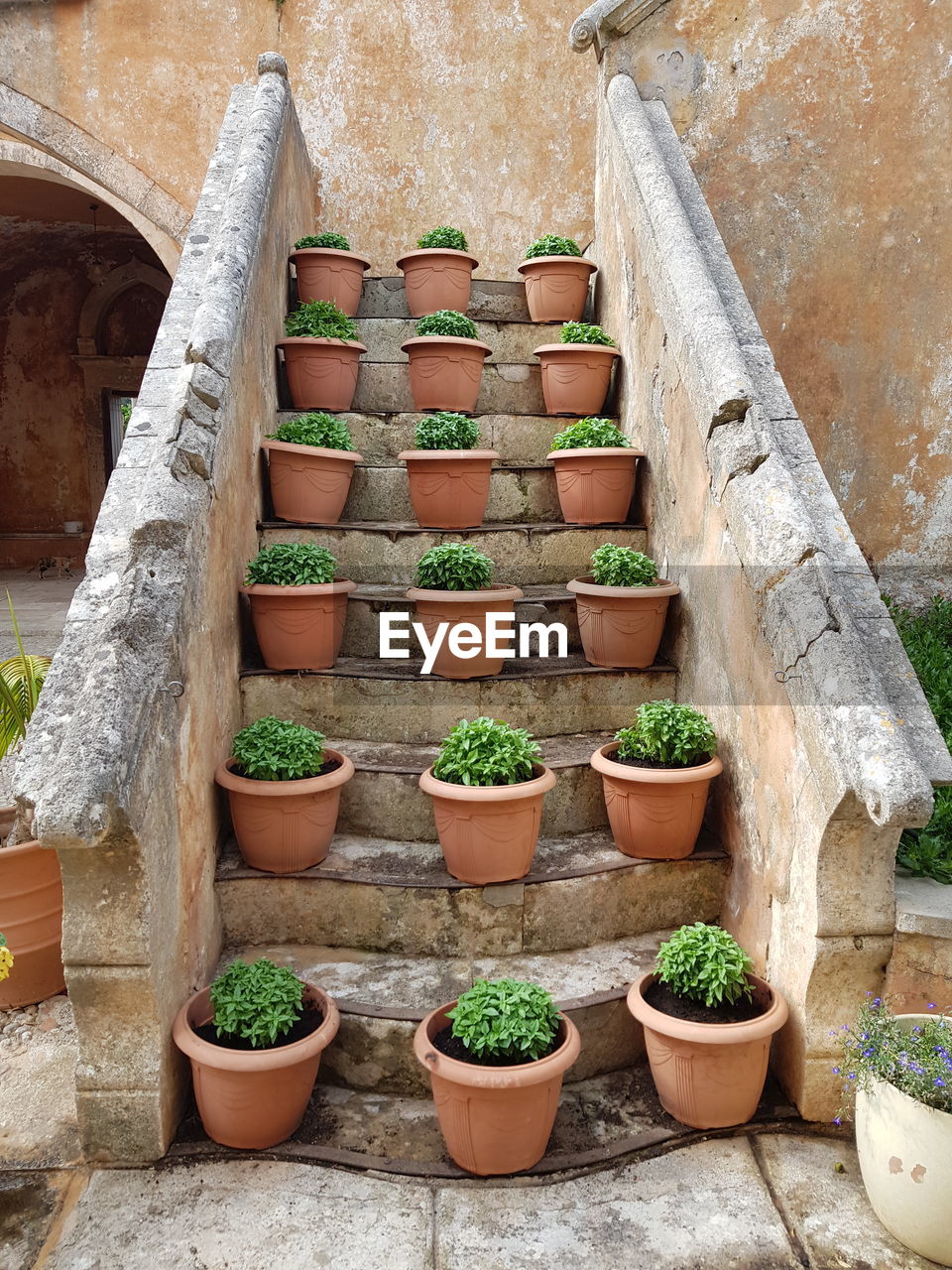 POTTED PLANTS BY WALL