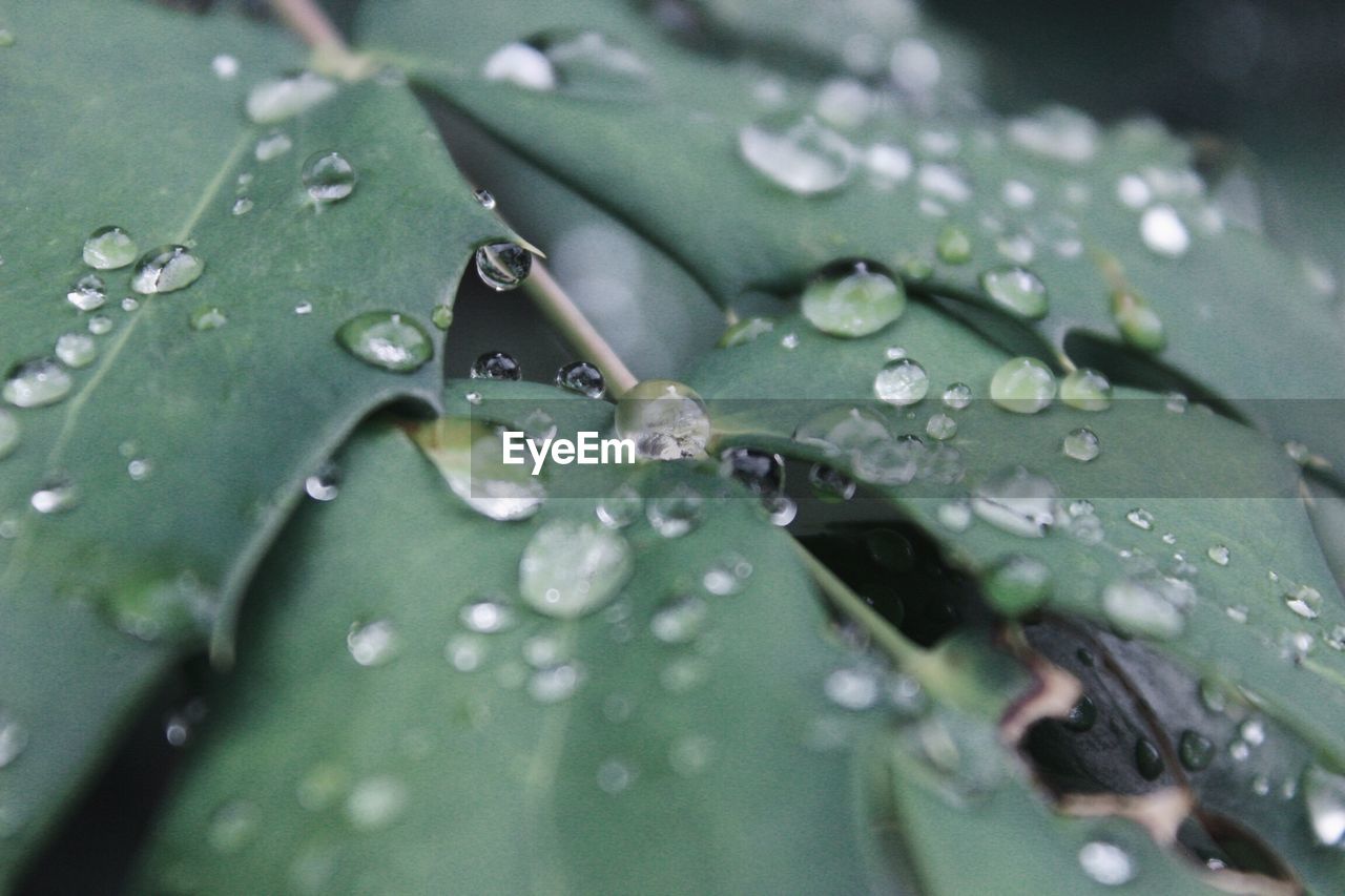 Close-up of water drops on leaf