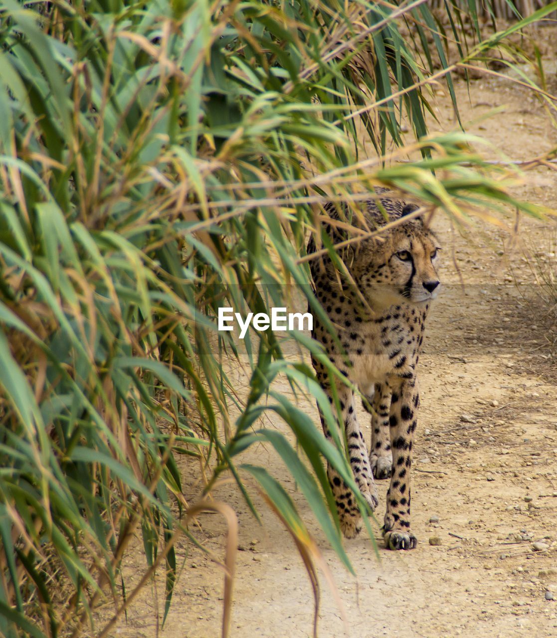 Cheetah walking by plants on field