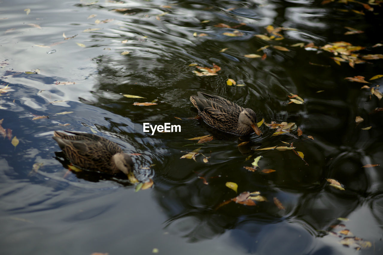 High angle view of fish in lake