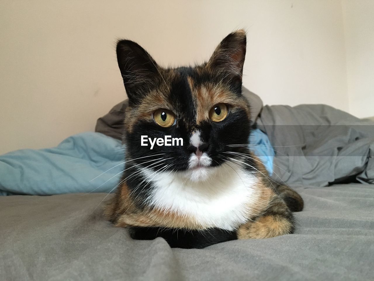 Portrait of cat sitting on bed at home