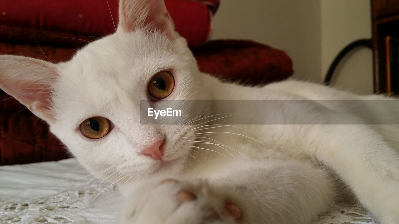 Close-up portrait of white cat lying on bed