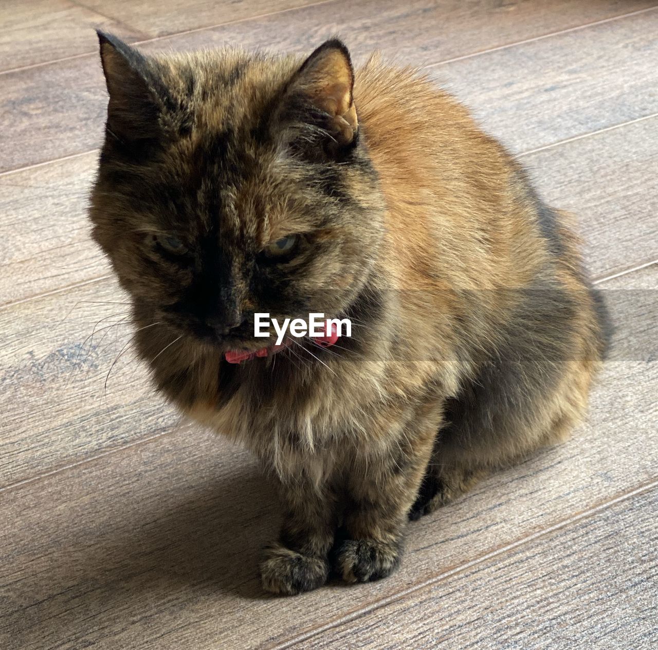 HIGH ANGLE PORTRAIT OF CAT ON FLOOR