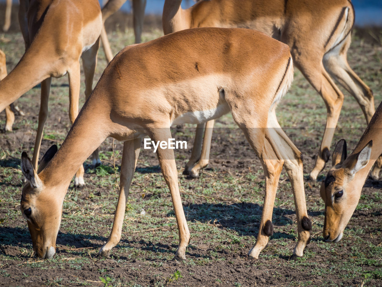 Close-up of impala antelopes grazing at chobe national park, botswana