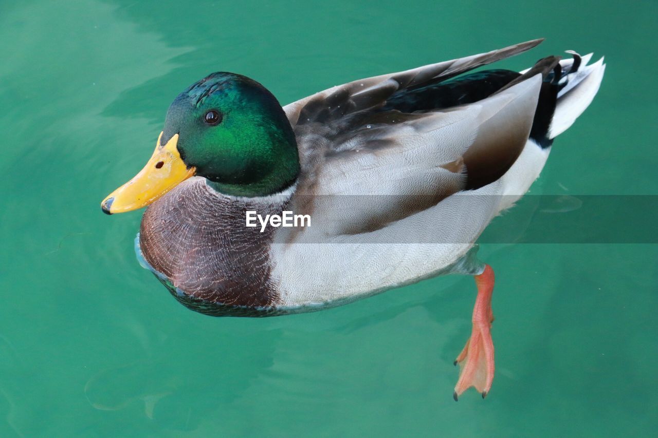 Duck in a lake 