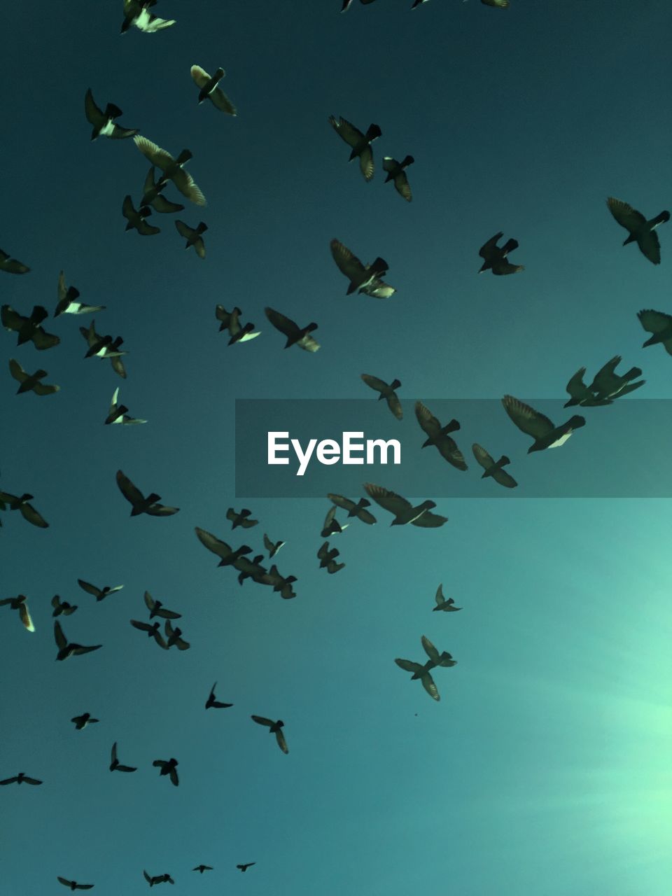 Low angle view of birds flying against clear sky