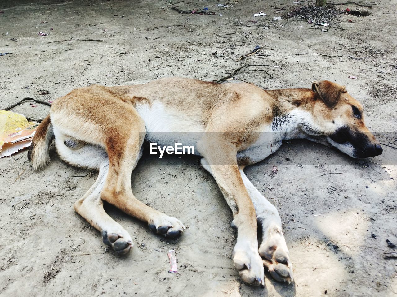 High angle view of a dog sleeping