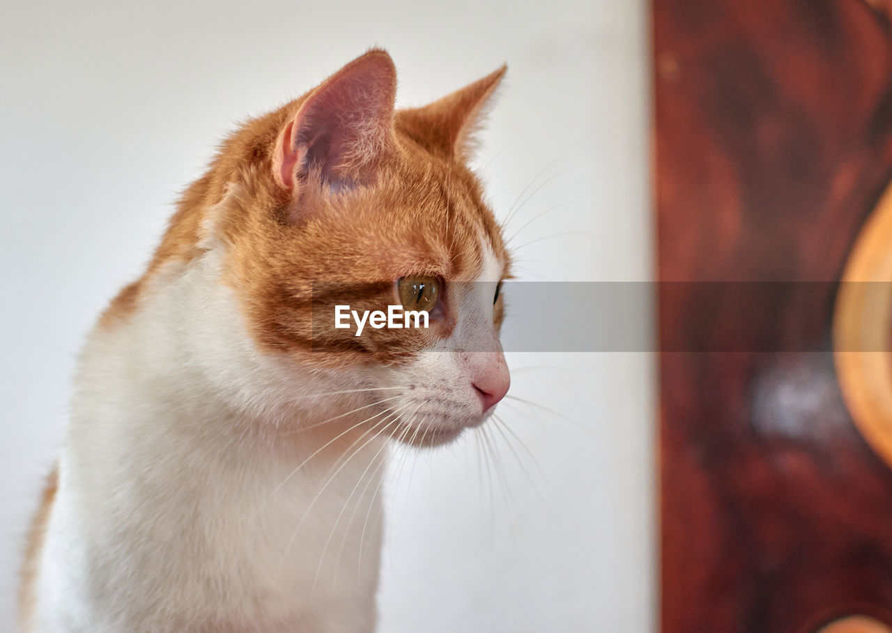 CLOSE-UP OF A CAT