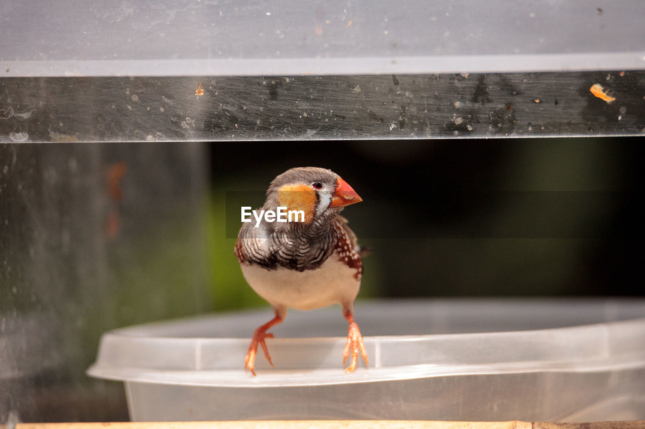 Zebra finch taeniopygia guttata perches on a bird bath filled with water.