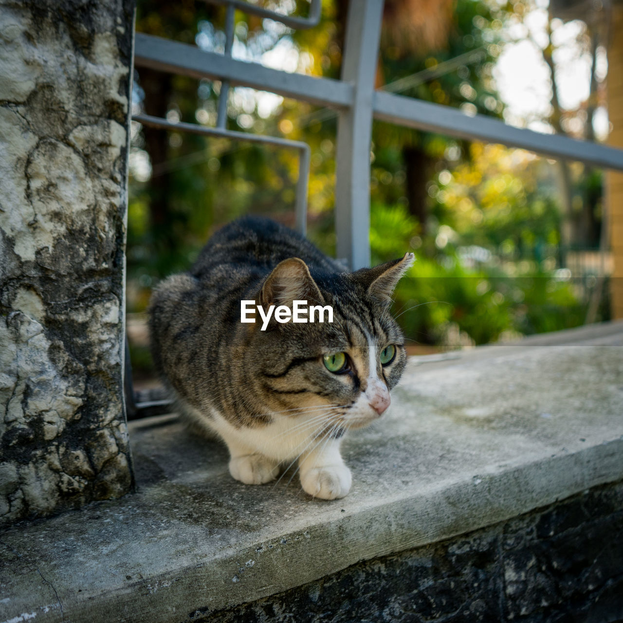 CLOSE-UP OF A CAT SITTING ON WALL