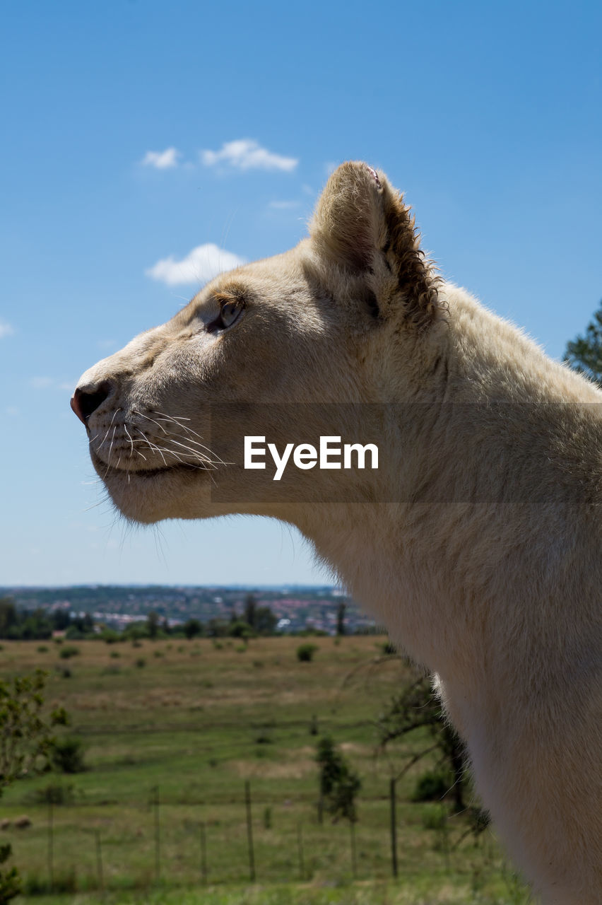 Close-up of lion on field against sky