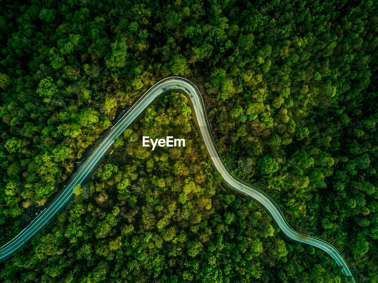 High angle view of a forest