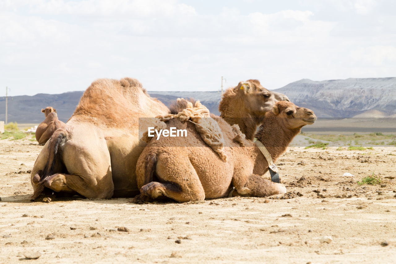 camels on desert