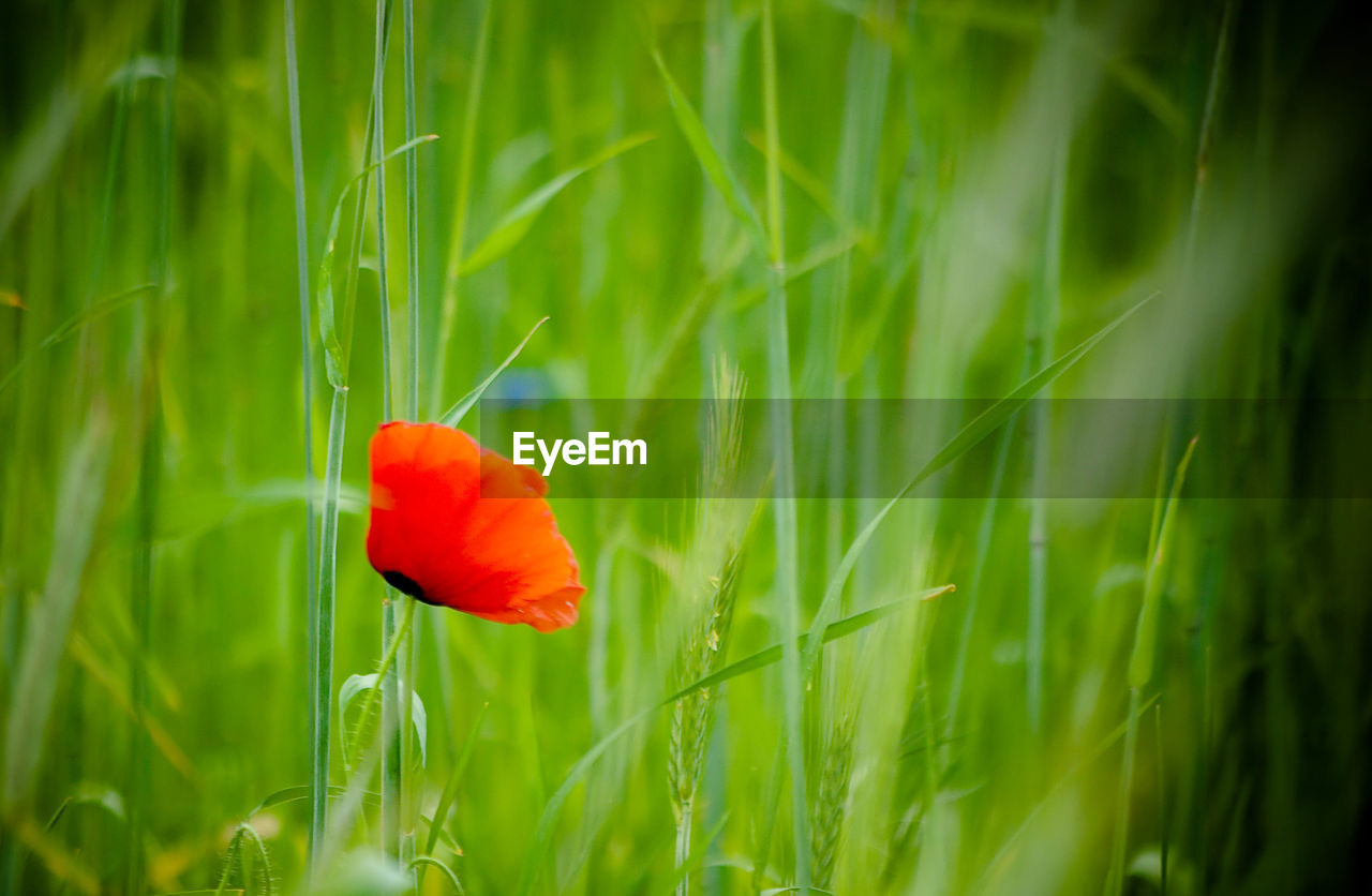 CLOSE-UP OF RED POPPY FLOWERS