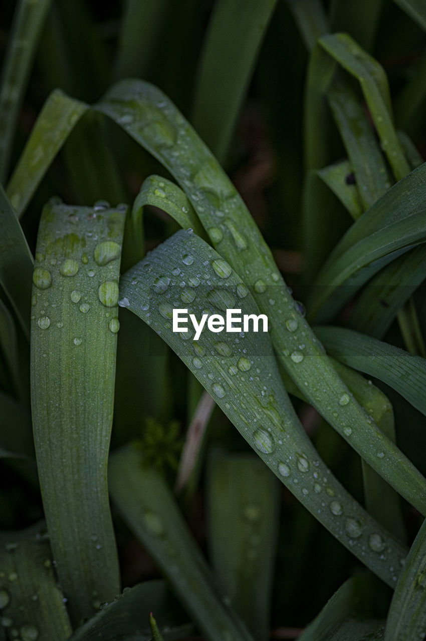 Close-up of raindrops on leaves