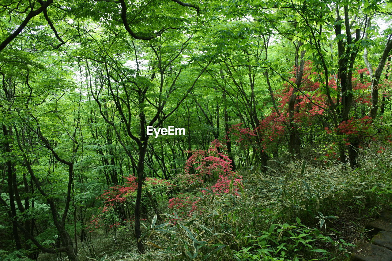 PLANTS GROWING IN FOREST