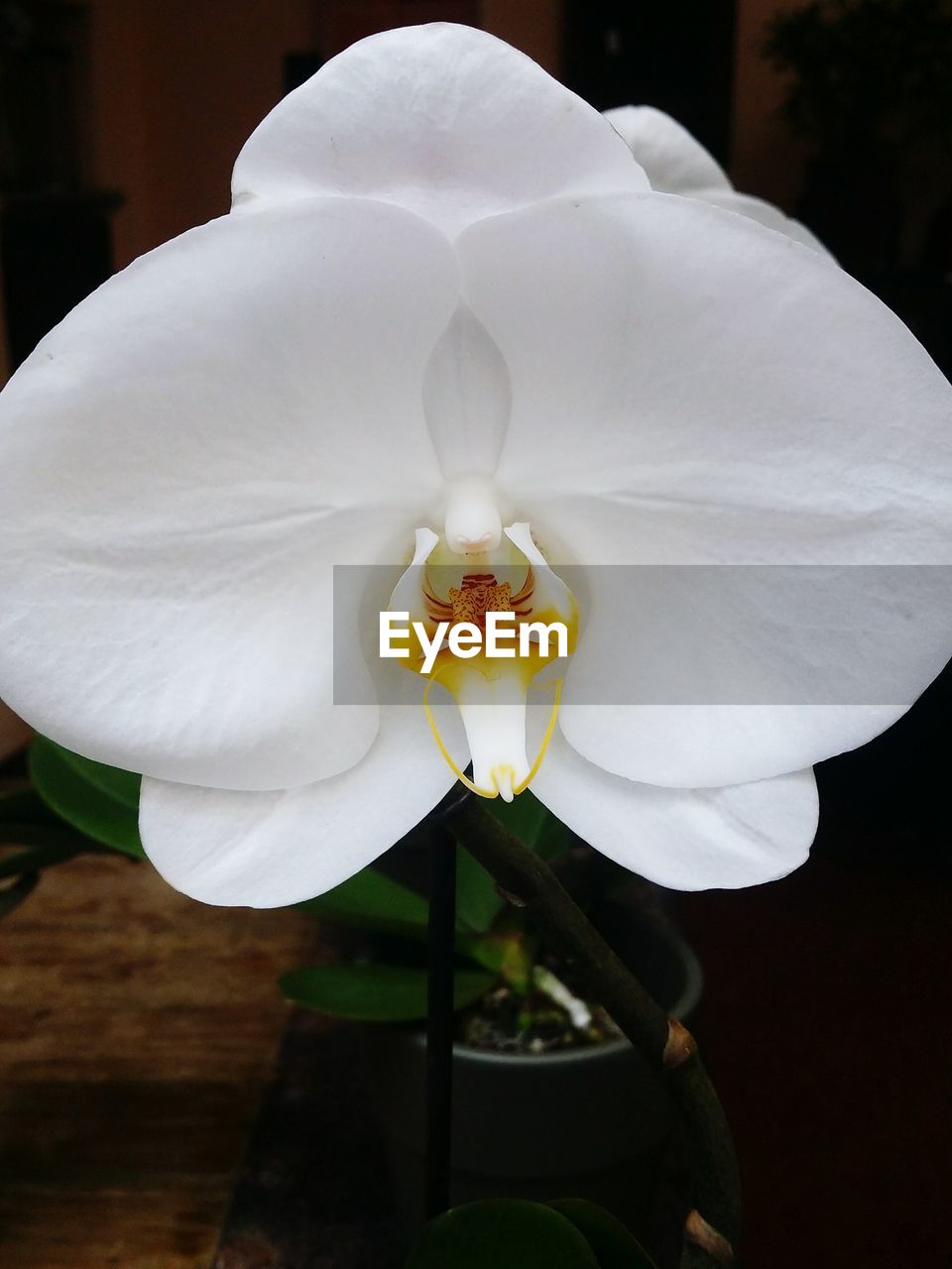 CLOSE-UP OF WHITE ROSE FLOWER WITH PLANT