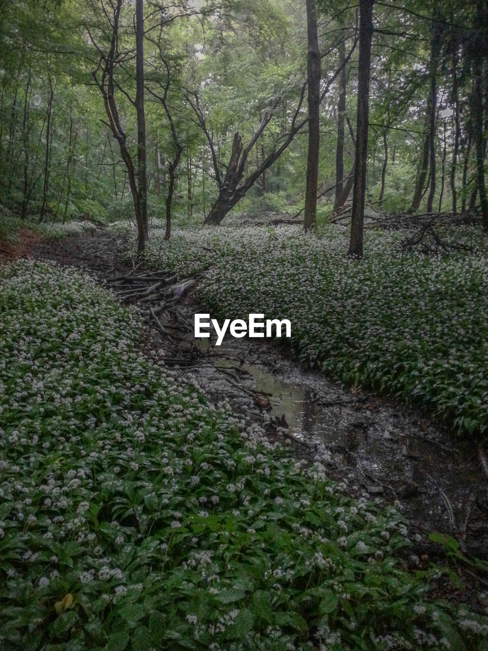 Trees in forest