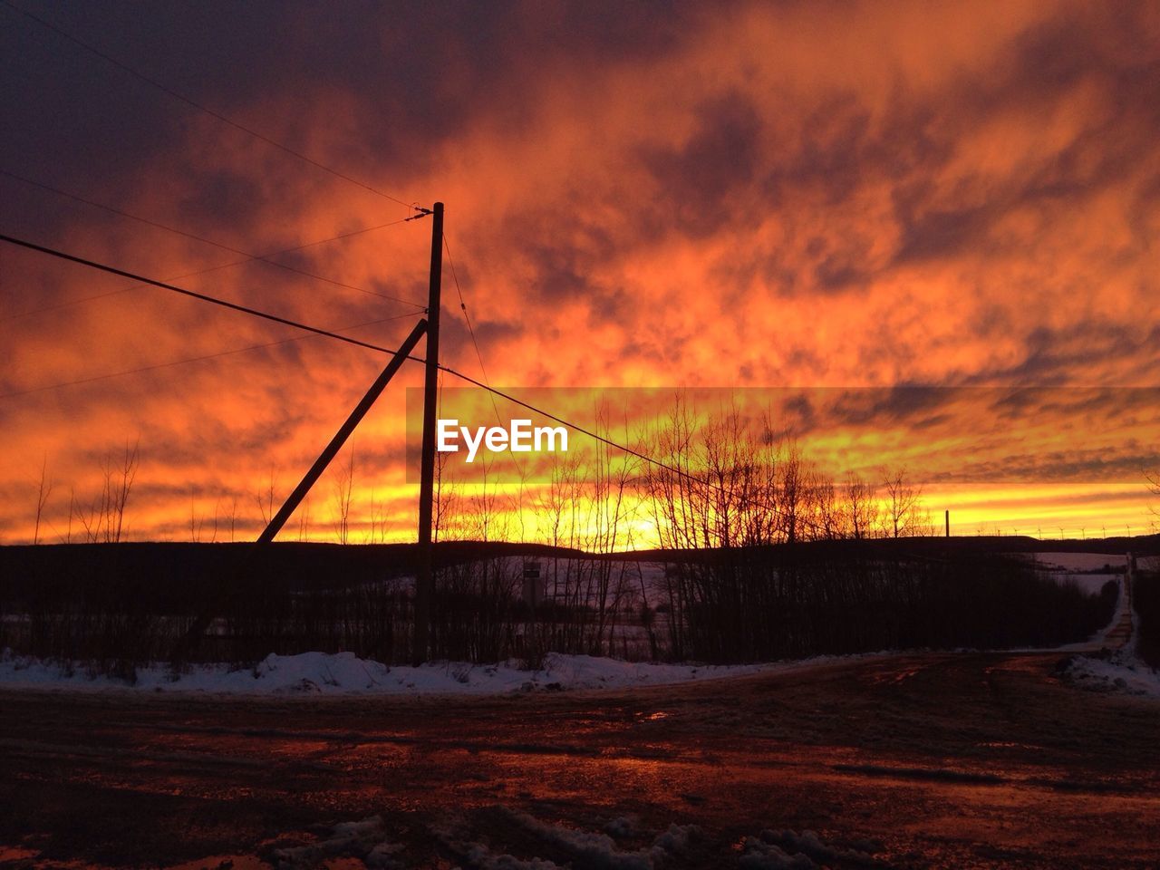 Silhouette of bare trees and power lines during sunset