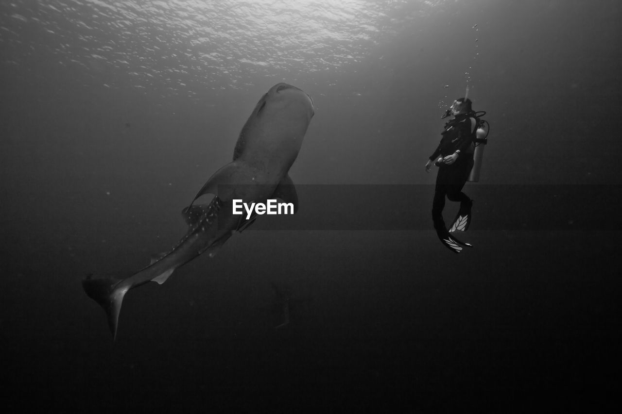 Whale shark with scuba diver in sea