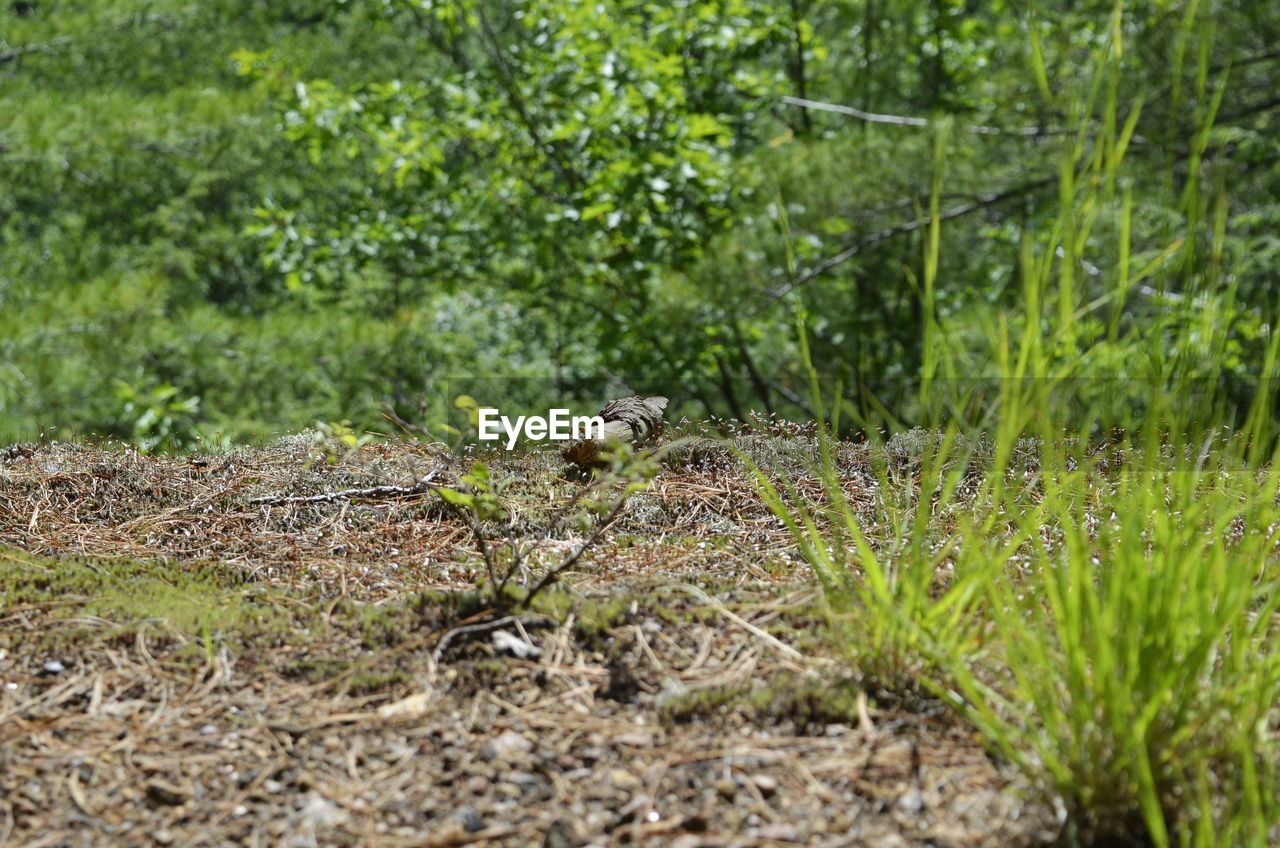 VIEW OF LIZARD ON LAND