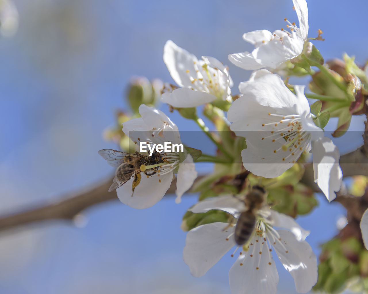 plant, flower, flowering plant, blossom, beauty in nature, fragility, freshness, nature, growth, branch, springtime, tree, close-up, produce, white, flower head, macro photography, petal, sky, no people, spring, blue, focus on foreground, inflorescence, fruit, day, food, outdoors, fruit tree, pollen, prunus spinosa, botany, twig, sunlight, food and drink, almond tree, stamen, selective focus, apple tree, cherry blossom, sunny