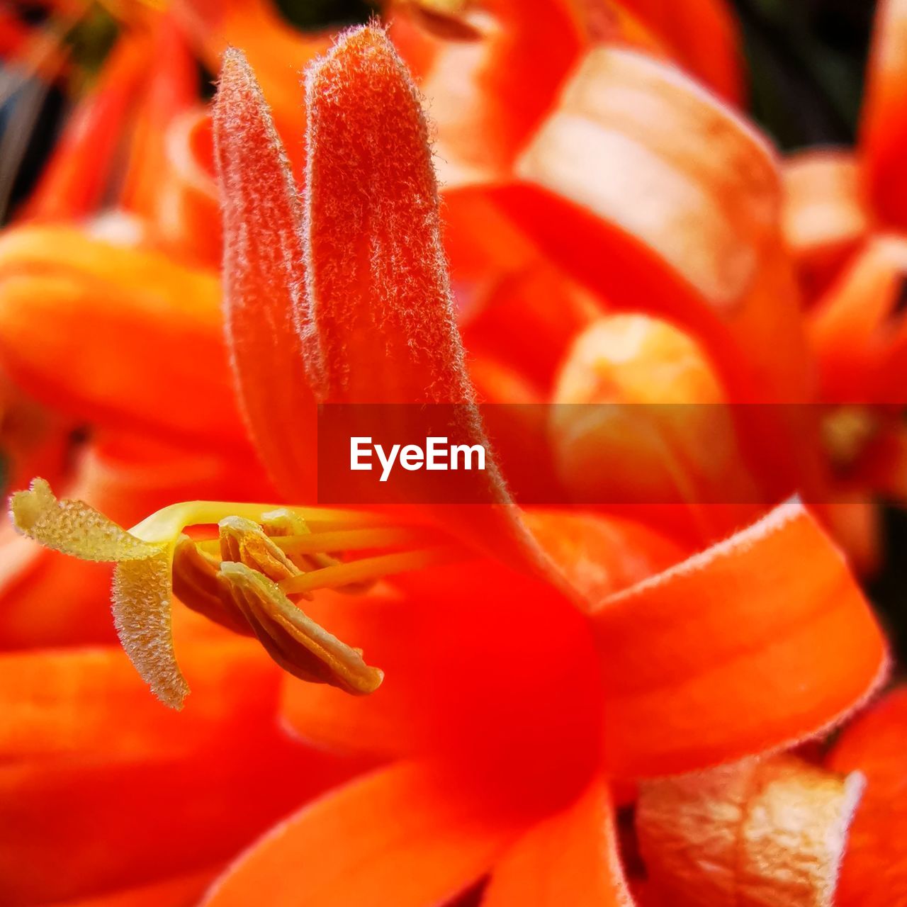 CLOSE-UP OF RED ORANGE FLOWER