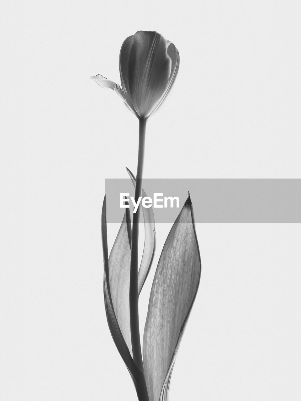 Close-up of white flower against white background