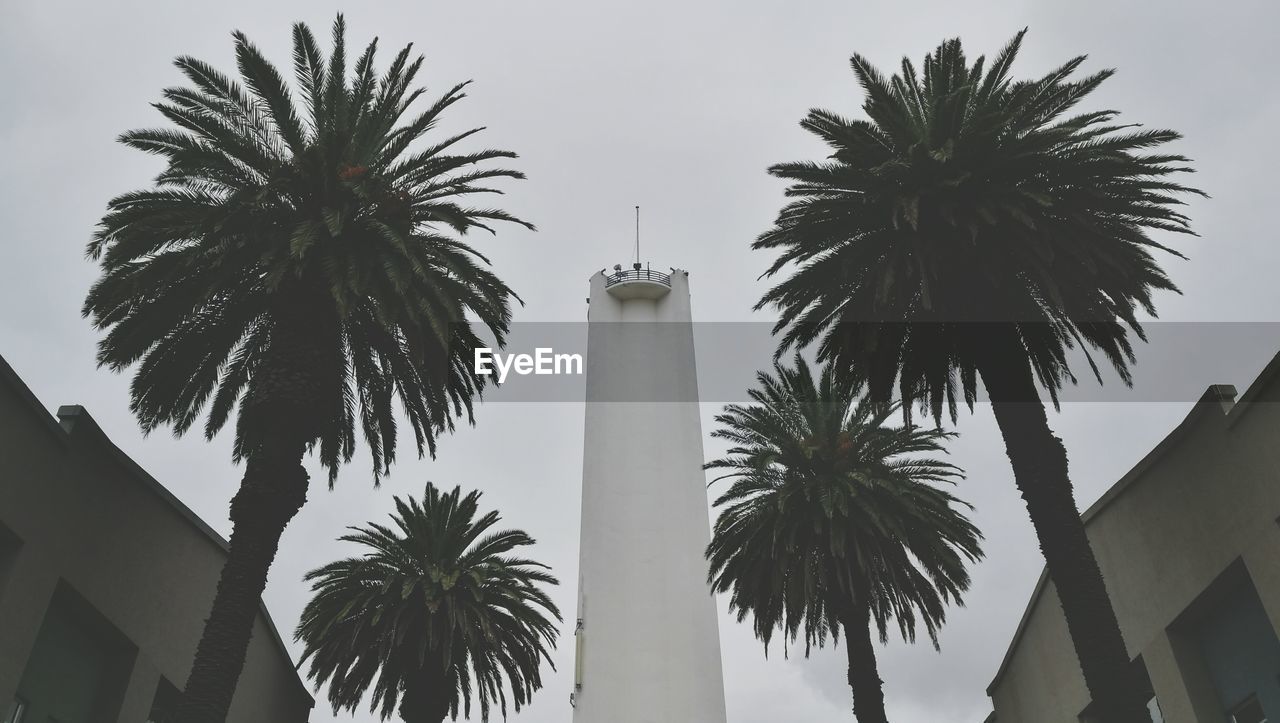 LOW ANGLE VIEW OF PALM TREE AGAINST SKY IN CITY