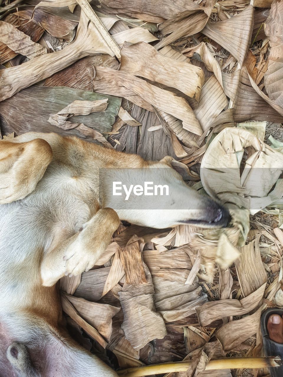 HIGH ANGLE VIEW OF DOG SLEEPING ON WOOD