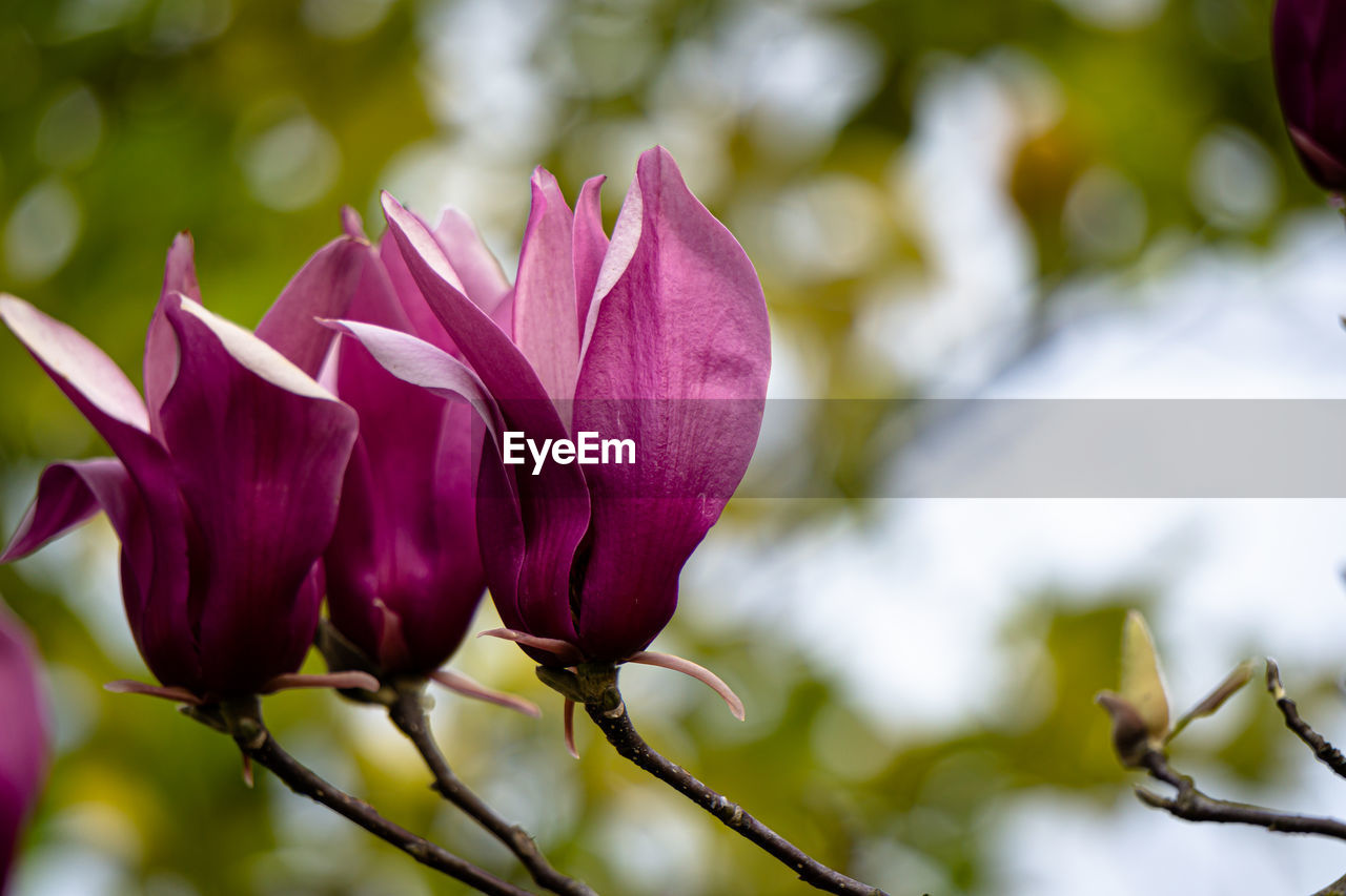 plant, flower, flowering plant, beauty in nature, blossom, freshness, nature, macro photography, pink, close-up, petal, fragility, growth, springtime, no people, magnolia, plant part, leaf, flower head, tree, purple, inflorescence, focus on foreground, bud, outdoors, environment, social issues, spring, branch, selective focus, environmental conservation, botany