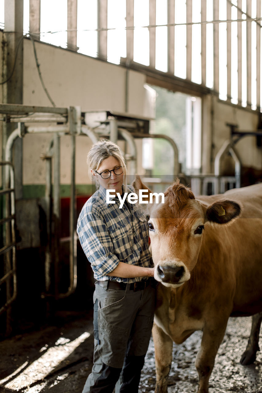 Mature female farmer standing with cow at cattle farm