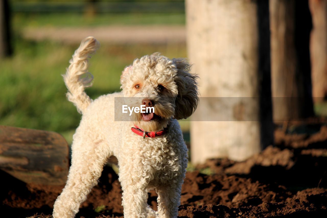 Portrait of dog standing on field near a fence post