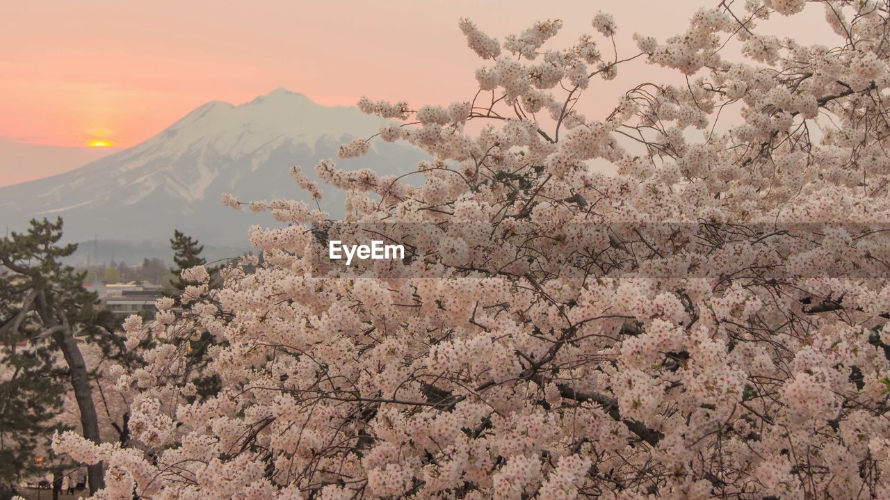 Beautiful cherry blossom tree at sunset