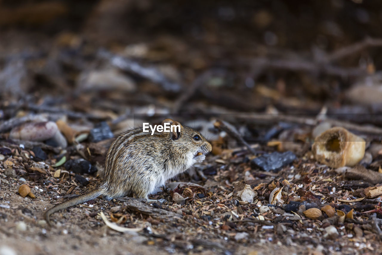 CLOSE-UP OF SQUIRREL IN FIELD