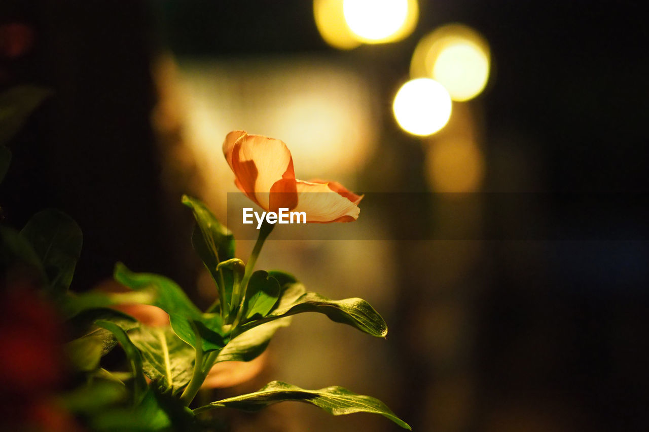 Close-up of flower blooming at night
