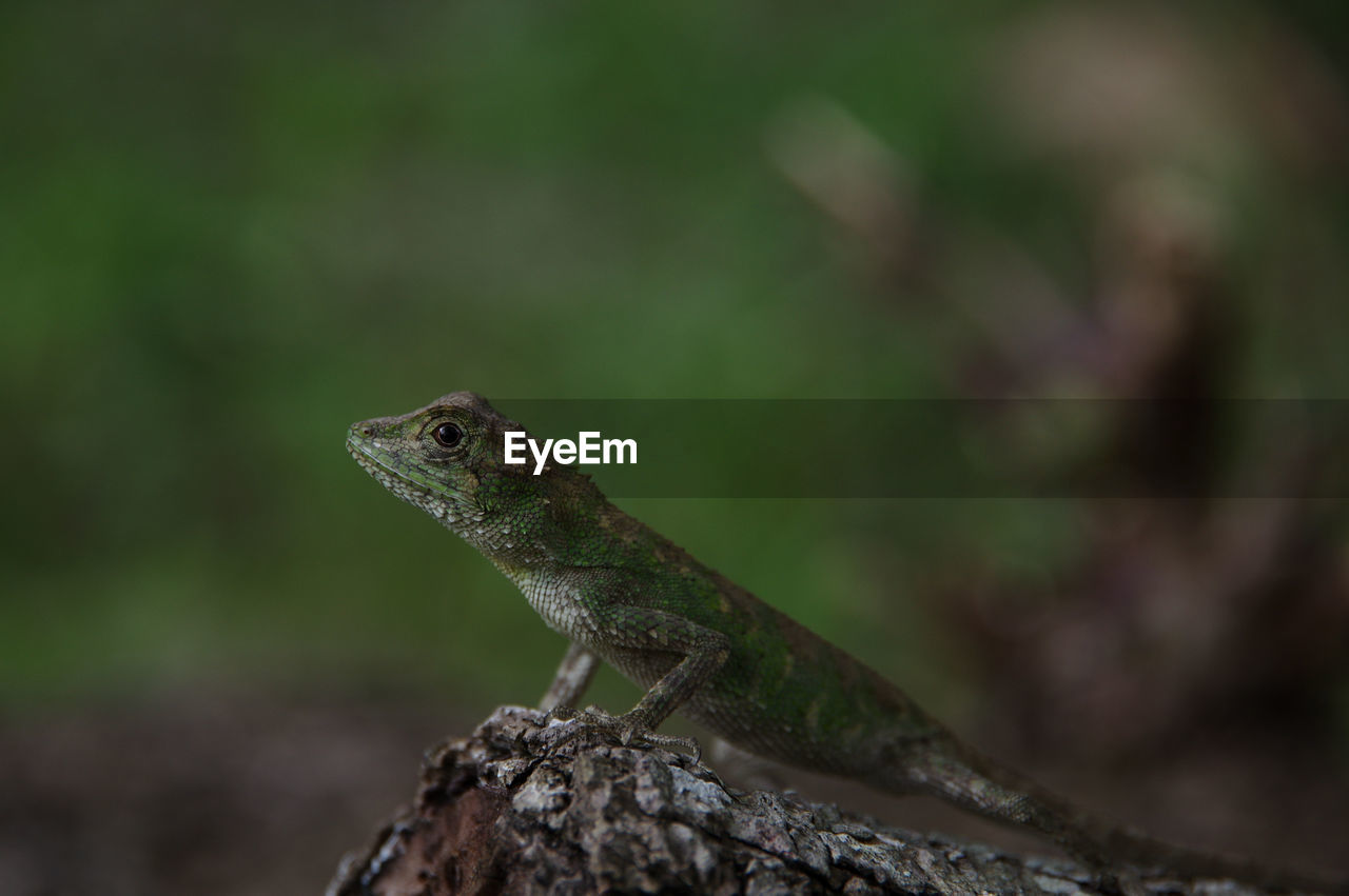 CLOSE-UP OF A LIZARD LOOKING AWAY